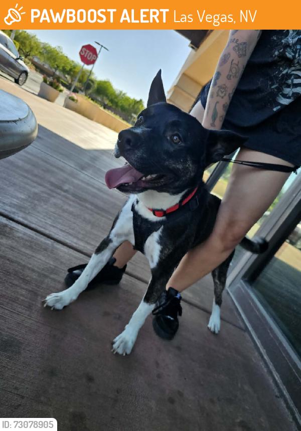 Found/Stray Male Dog last seen Teneya and Twain, Las Vegas, NV 89117