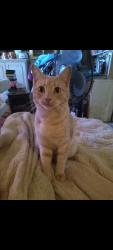 Lost Male Cat last seen Crestmont ave and Bonnie Oak, Citrus Heights, CA 95610