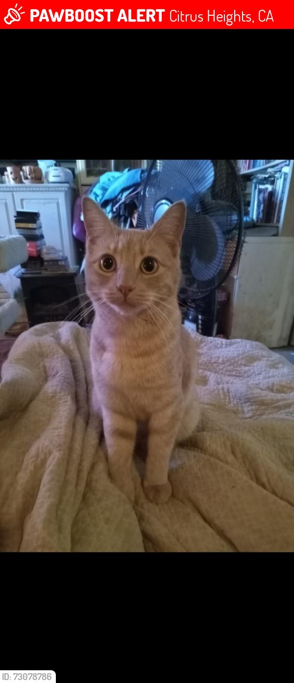 Lost Male Cat last seen Crestmont ave and Bonnie Oak, Citrus Heights, CA 95610