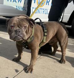 Found/Stray Male Dog last seen Petsmart, Hawthorne, CA 90250