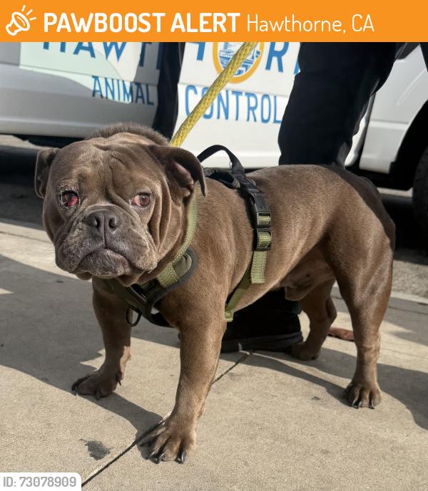 Found/Stray Male Dog last seen Petsmart, Hawthorne, CA 90250