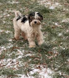 Reunited Female Dog last seen Mcfadden st by big brand tires, Rock Hill, SC 29730