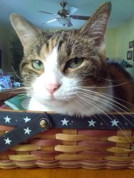 Lost Female Cat last seen Prairie du Chien High School, Prairie du Chien, WI 53821