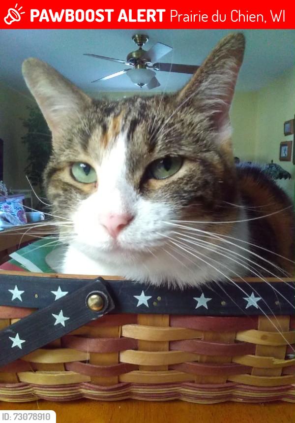 Lost Female Cat last seen Prairie du Chien High School, Prairie du Chien, WI 53821