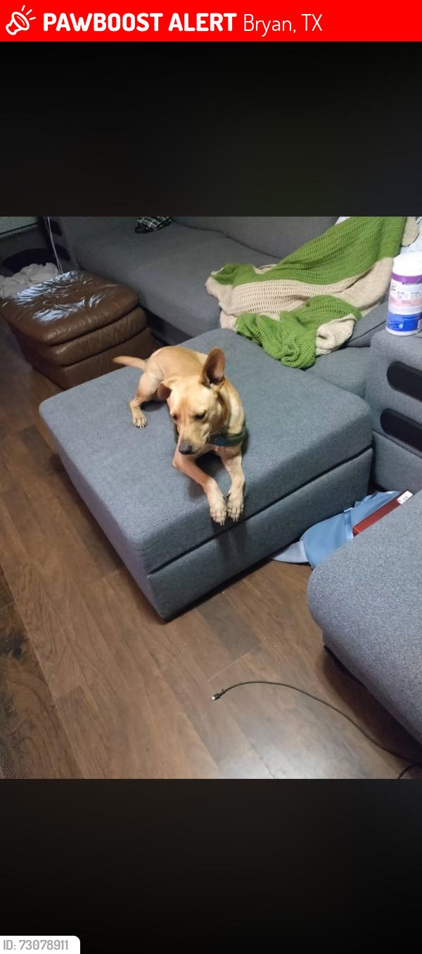Lost Male Dog last seen Near cottage grove circle Bryan , Texas 77801, Bryan, TX 77801