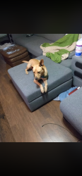 Lost Male Dog last seen Near cottage grove circle Bryan , Texas 77801, Bryan, TX 77801