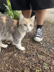 Found/Stray Female Cat last seen Charles Ave and Victoria Ave, Saint Paul, MN 55104