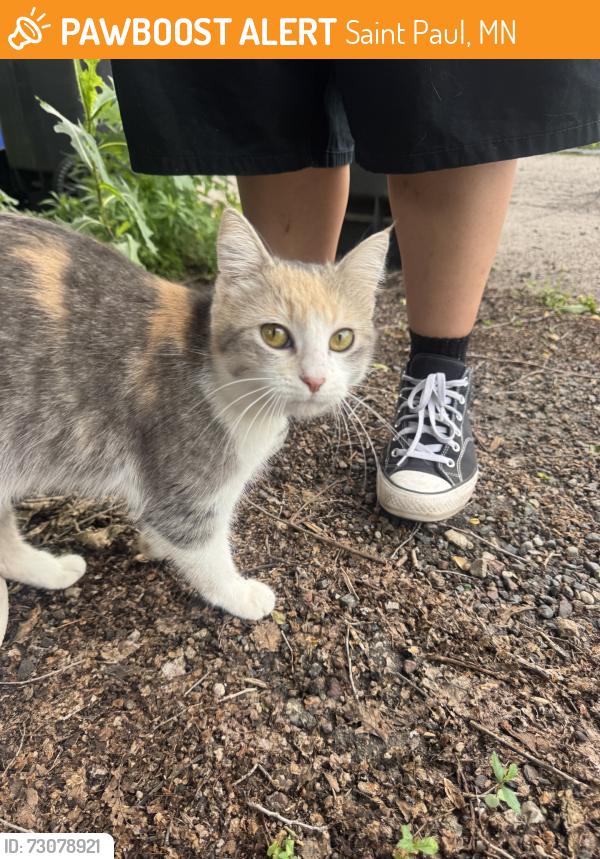 Found/Stray Female Cat last seen Charles Ave and Victoria Ave, Saint Paul, MN 55104