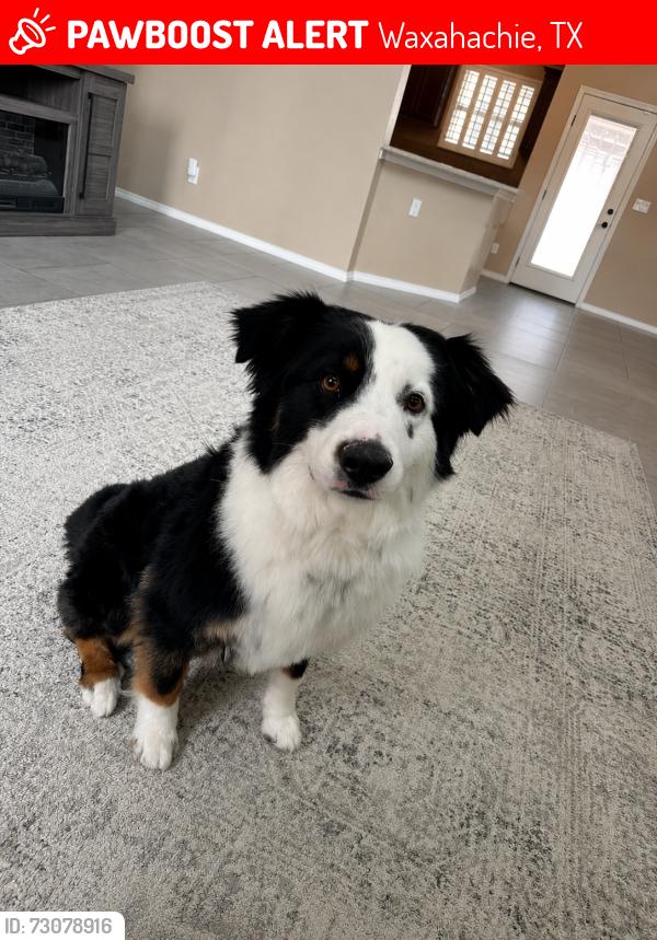 Lost Male Dog last seen Near memory lane, Waxahachie, TX 75165