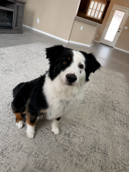 Lost Male Dog last seen Near memory lane, Waxahachie, TX 75165