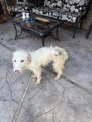 Lost Unknown Dog last seen Randol mill rd ft worth 76112, Fort Worth, TX 76120