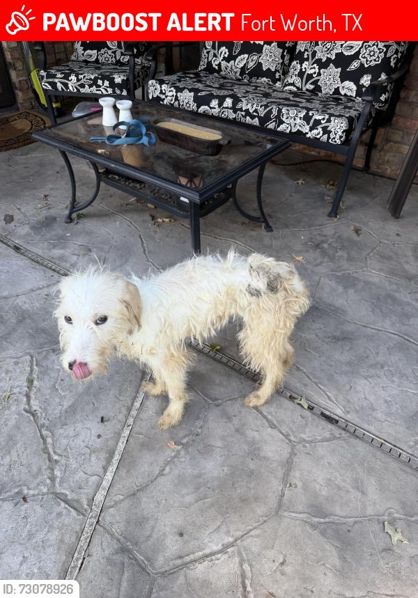 Lost Unknown Dog last seen Randol mill rd ft worth 76112, Fort Worth, TX 76120