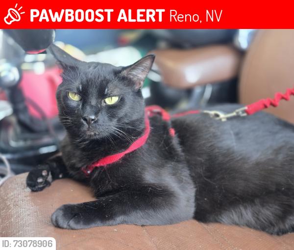 Lost Male Cat last seen Lakeside Dr and S. Mccarran near Starbucks, Reno, NV 89509