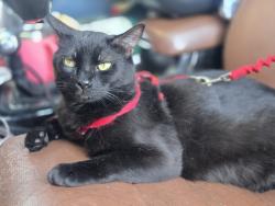 Lost Male Cat last seen Lakeside Dr and S. Mccarran near Starbucks, Reno, NV 89509