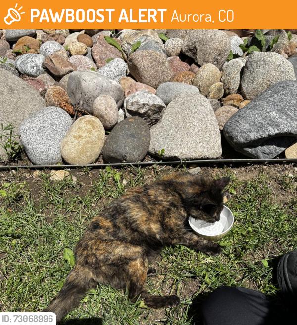 Found/Stray Female Cat last seen Chenango Subdivision, Aurora, CO 80011
