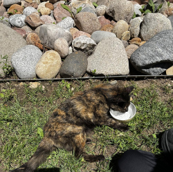 Found/Stray Female Cat last seen Chenango Subdivision, Aurora, CO 80011