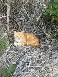 Lost Male Cat last seen Crossgates Baptist Church, Brandon, MS 39042