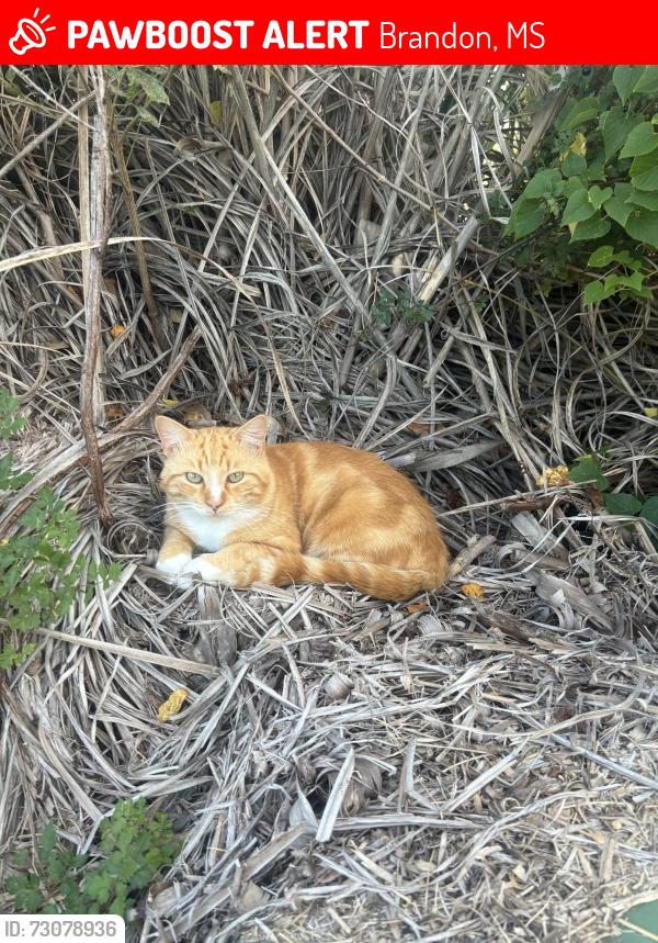 Lost Male Cat last seen Crossgates Baptist Church, Brandon, MS 39042