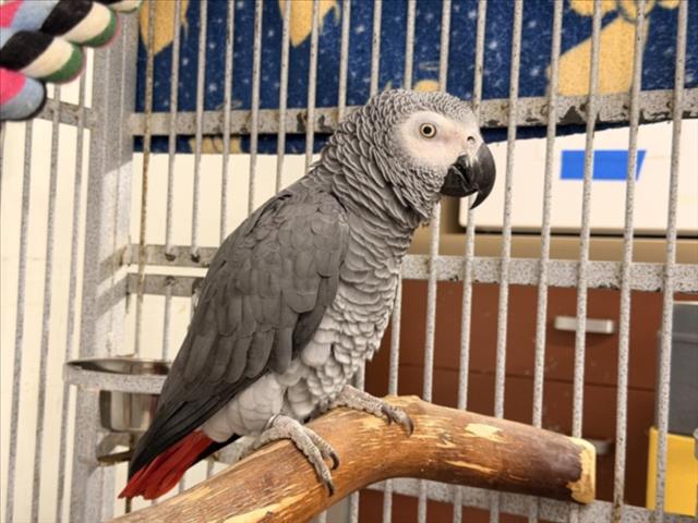 Shelter Stray Unknown Bird last seen ALPINE, 16 Barnes Ct, Hayward, CA 94544, USA