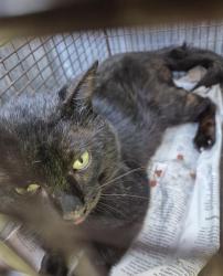 Shelter Stray Male Cat last seen Near BLOCK POOL, 4710 TX-151, San Antonio, TX 78227, USA