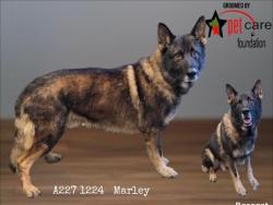 Shelter Stray Male Dog last seen , 1850 W 60th St, Los Angeles, CA 90047, USA