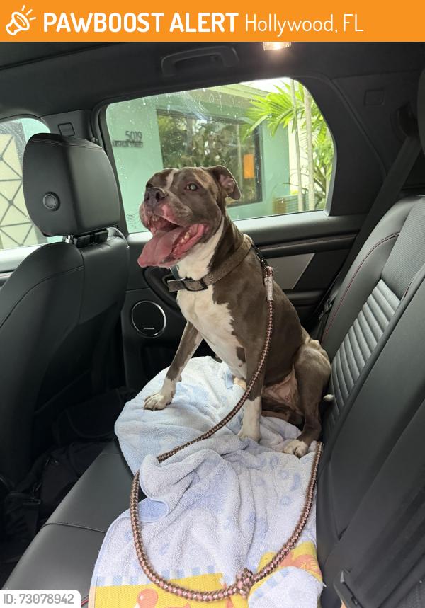Found/Stray Female Dog last seen 50th and Arthur street. Hollywood , Fl, Hollywood, FL 33021