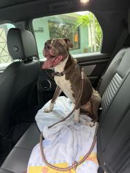 Found/Stray Female Dog last seen 50th and Arthur street. Hollywood , Fl, Hollywood, FL 33021
