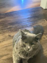Lost Male Cat last seen Norris st, Waterbury, CT 06705