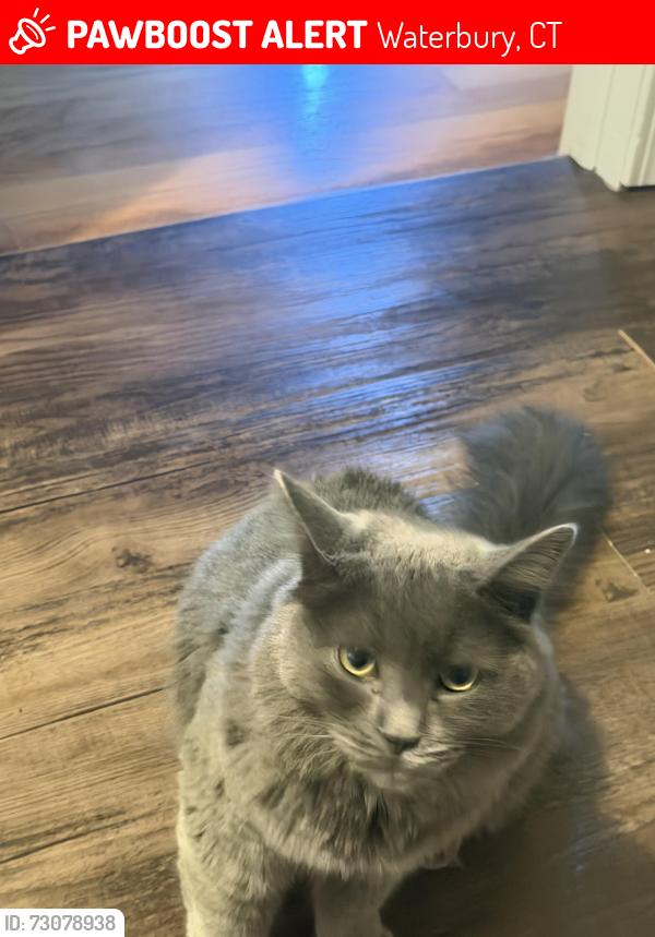 Lost Male Cat last seen Norris st, Waterbury, CT 06705