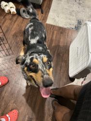 Found/Stray Male Dog last seen one way street, Red Oak, TX 75154