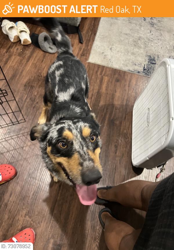 Found/Stray Male Dog last seen one way street, Red Oak, TX 75154