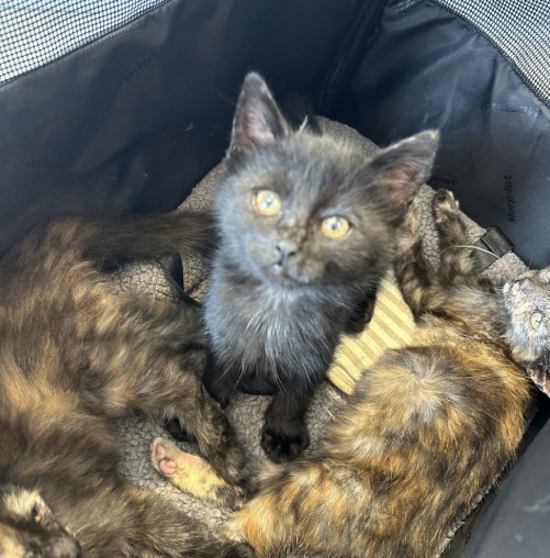 Shelter Stray Male Cat last seen QUAIL HILL PKWY/QUAIL RIDGE,92603, 6443 Oak Canyon, Irvine, CA 92618, USA