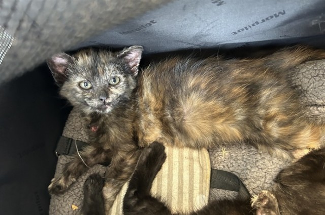 Shelter Stray Female Cat last seen QUAIL HILL PKWY/QUAIL RIDGE,92603, 6443 Oak Canyon, Irvine, CA 92618, USA