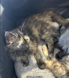 Shelter Stray Female Cat last seen QUAIL HILL PKWY/QUAIL RIDGE,92603, 6443 Oak Canyon, Irvine, CA 92618, USA