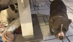 Lost Female Dog last seen Claire and Don Julio, North Highlands, CA 95660