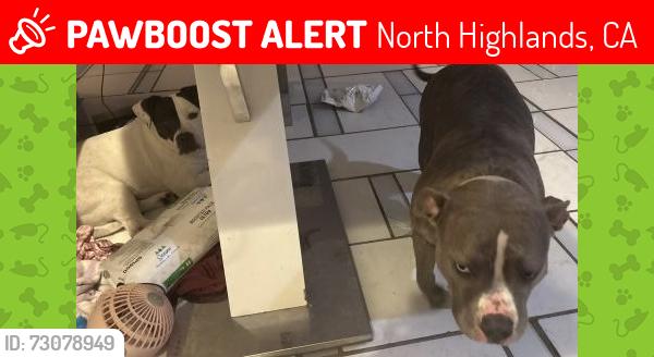 Lost Female Dog last seen Claire and Don Julio, North Highlands, CA 95660