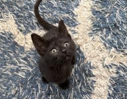 Shelter Stray Female Cat last seen Near Knower St, 43612, OH, 827 Illinois Ave, Maumee, OH 43537, USA
