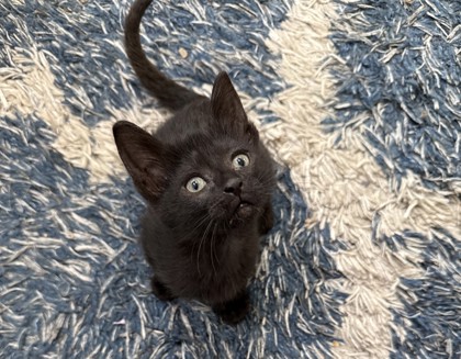 Shelter Stray Female Cat last seen Near Knower St, 43612, OH, 827 Illinois Ave, Maumee, OH 43537, USA