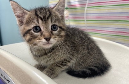 Shelter Stray Male Cat last seen Lake Breeze Lane, 43537, OH, 827 Illinois Ave, Maumee, OH 43537, USA