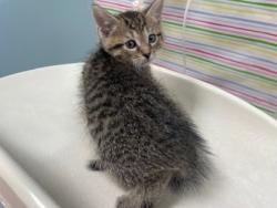 Shelter Stray Male Cat last seen Lake Breeze Lane, 43537, OH, 827 Illinois Ave, Maumee, OH 43537, USA