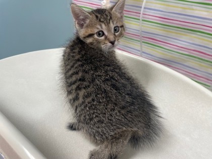 Shelter Stray Male Cat last seen Lake Breeze Lane, 43537, OH, 827 Illinois Ave, Maumee, OH 43537, USA