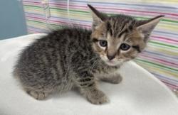Shelter Stray Male Cat last seen Lake Breeze Lane, 43537, OH, 827 Illinois Ave, Maumee, OH 43537, USA
