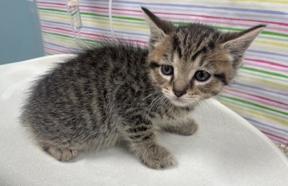 Shelter Stray Male Cat last seen Lake Breeze Lane, 43537, OH, 827 Illinois Ave, Maumee, OH 43537, USA