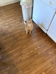 Lost Unknown Cat last seen Texas ave and Holden ave, Orlando, FL 32839