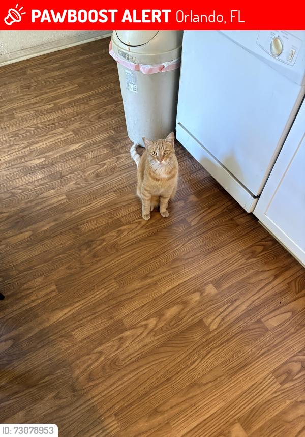 Lost Unknown Cat last seen Texas ave and Holden ave, Orlando, FL 32839