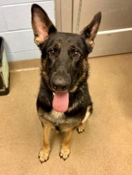 Shelter Stray Male Dog last seen , 30034, GA, 3280 Chamblee Dunwoody Rd, Chamblee, GA 30341, USA