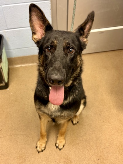 Shelter Stray Male Dog last seen , 30034, GA, 3280 Chamblee Dunwoody Rd, Chamblee, GA 30341, USA