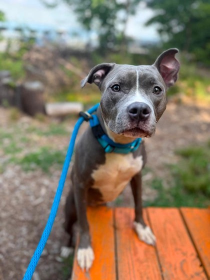 Shelter Stray Female Dog last seen Near Garrett Ave., 21218, MD, 301 Stockholm St, Baltimore, MD 21230, USA