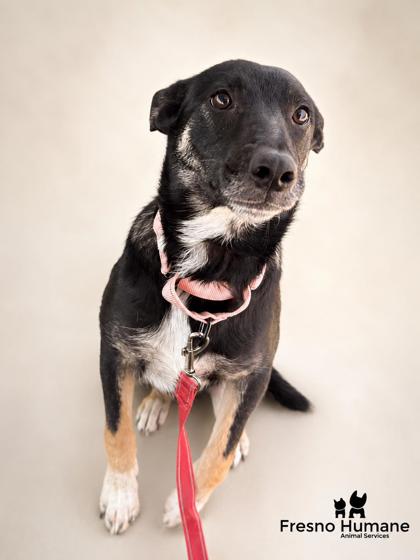 Shelter Stray Female Dog last seen Eagle Ln & Frazier Rd, Auberry Zone Fresno CO 4 93602, CA, 1510 W Dan Ronquillo Dr, Fresno, CA 93706, USA
