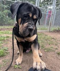 Shelter Stray Male Dog last seen NE Irving and NE 91st Ave, PORTLAND, OR, 97220, 1700 W Historic Columbia River Hwy, Troutdale, OR 97060, USA